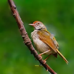 A small Common Tailorbird clings to a diagonal branch. The simple composition against a clean green background emphasizes the bird's delicate form and posture.