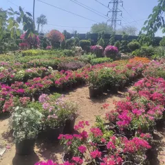 A sea of colorful Bougainvillea at our nursery. We cultivate them in many shades, ready to bring a pop of color to your garden.