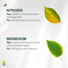 Are your leaves turning yellow? It could be a nitrogen deficiency, which can be fixed with coffee grounds. If you see yellow edges with brown veins, it might be a magnesium issue, treatable with epsom salt.