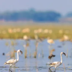 A pair of juvenile flamingos taking a stroll. Young flamingos are greyish-white and only develop their signature pink hue after a few years from their diet of algae and shrimp.