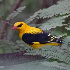 The glorious Golden Oriole, a bird I called 'Mango-bird' in my childhood. This dazzling beauty visits my window in Mumbai, its melodies and bright color a joyful company as I work.