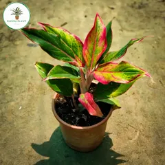 I love the unique red and green patterns on this Aglaonema variety. It's a hardy indoor plant that brings a touch of the tropics into your home with its colorful foliage.