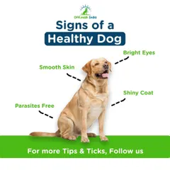 A well-groomed dog is a healthy dog. I teach owners to look for these key signs, like a shiny coat and bright eyes, which are the direct result of proper care and nutrition.
