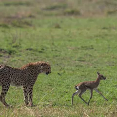 A moment of hesitation and strategy. The cheetah assesses its prey. Understanding animal behavior helps you predict these pauses in action, giving you a chance to recompose and prepare for the final move.