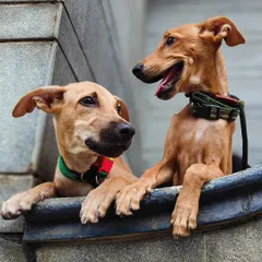 Two foster puppies, full of curiosity and life, peeking over a ledge. This shot captures their distinct personalities, one curious and alert, the other happy and relaxed, showing the dynamic bond between them during their time with me.