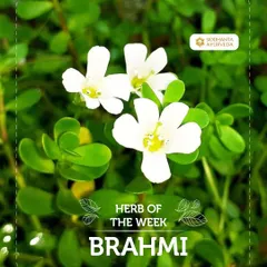 Here we feature Brahmi, known as the brain tonic of Ayurveda. I recommend this herb to enhance memory and concentration, reduce stress and anxiety, and support restful sleep.