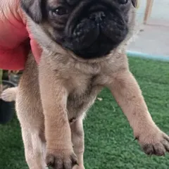 This 40-day-old male Pug puppy is ready for his new family. He has had his first vaccination and is a bundle of joy.
