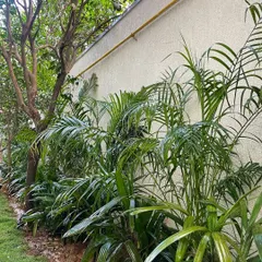 A side view of the same backyard, showing how the newly planted palms and trees line the wall, transforming it into a green border.
