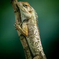 A detailed close-up of an Oriental Garden Lizard clinging to a branch. The texture of its scales and its calm, watchful eye are the focus of this reptilian portrait.