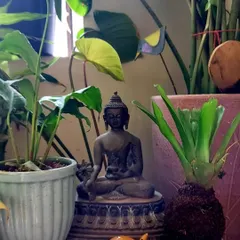 This composition pairs a graceful Anthurium plant with a Buddha statue and a bromeliad kokedama. The combination of different forms and textures creates a balanced and harmonious arrangement perfect for a quiet corner.