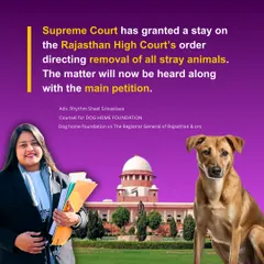 A significant victory at the Supreme Court. We successfully secured a stay on a High Court order that would have led to the mass removal of stray animals in Rajasthan, reinforcing animal birth control (ABC) rules across India.