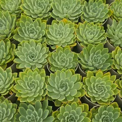 A tray full of Echeveria succulents, ready to be potted. Their rosette shape and fleshy leaves make them a favorite for desks, windowsills, and low-maintenance arrangements.