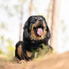 Another portrait of the handsome Bhola. These dogs have a powerful presence, and my goal is to capture their strength and gentle nature.