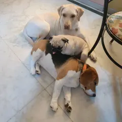 There is nothing more peaceful than a puppy pile. After a morning full of play, it's common to find our guests all snuggled up together for a nap. Here are Luna the Labrador, Borris the Beagle, and Gundumani the Pug sharing a cozy moment on the cool floor.