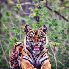 A young tiger in Satpura Tiger Reserve snarls with the confidence of its lineage. Documenting the next generation is vital for conservation, as it represents hope for the species' future.