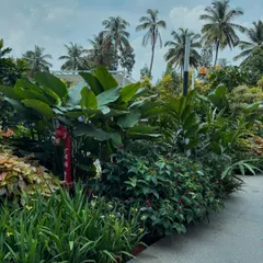 The same garden, less than a year after planting. You can see how quickly the plant communities establish themselves, with the torch ginger beginning to add its final layer of height.