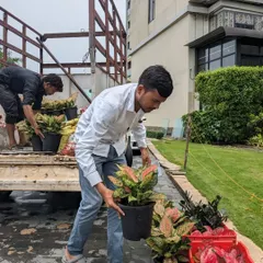 My team and I are unloading a fresh delivery of plants for a client. We handle each plant with care, from the truck to the planting site, to minimize stress and ensure they arrive in great condition.