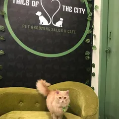 Ozzy the Persian cat is looking curious and clean. Regular grooming is important for long-haired cats to maintain healthy skin and a beautiful coat.