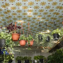 We make use of every inch of space in our studio. This view shows our collection of hanging plants, including various types of Pothos, perfect for adding cascading greenery to any room.