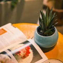 A quiet moment captured. A small succulent in a sky-blue pot sits on a bright yellow table next to an open book, showing how a simple plant can make a space feel calm and complete.