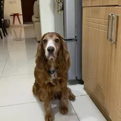 Roober started as a tiny day boarder and has grown into this handsome Cocker Spaniel. Watching shy pups blossom into confident dogs is the best part of our job.