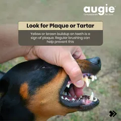 Look for plaque or tartar on your dog's teeth. A yellow or brown buildup is a sign of plaque, which can lead to dental disease. Regular brushing is the best way to prevent this.