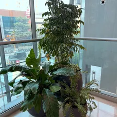 This is how I transform an empty office corner into a lush focal point. By combining plants of different heights and foliage, like a tall Ficus, a broad-leafed Peace Lily, and delicate ferns, the space feels instantly more dynamic and green.