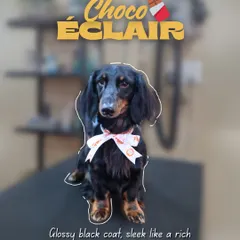 A sleek and glossy 'Choco Éclair' Dachshund looking dapper with a bow. Our grooming brings out the natural shine and texture of your dog's coat, leaving them looking polished and proud.