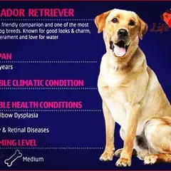 Known for their friendly temperament, Labrador Retrievers are a popular choice for families. This information sheet outlines their needs, including a medium grooming level and potential health concerns like obesity and cancer.