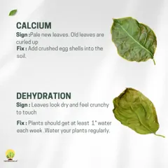 Curled new leaves can signal a lack of calcium, which adding crushed eggshells to the soil can fix. If leaves look dry and feel crunchy, your plant is dehydrated and needs more consistent watering.