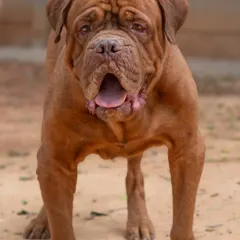 ADOPTED! This goofy, lovable boy Rex found his forever home. His adoption shoot was all about showing off his playful and sweet nature.