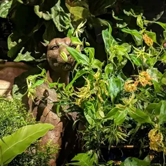 Details matter in creating an immersive world. Here, a panther statue peeks out from a thicket of Fiddle Leaf Fig leaves and delicate yellow orchids, a small part of the larger forest we built for the Sabyasachi celebration.