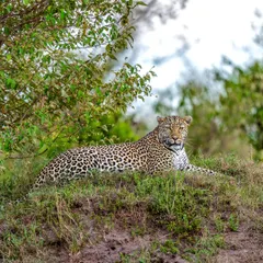 This photo of the leopard Luluka is a lesson in patience. We waited eight hours for this moment. I mentor my clients on the art of waiting, observing, and being ready for that split second when the animal finally gives you the shot.