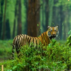 A tiger peers through the dense green foliage of Central India, perfectly camouflaged in its jungle home. Our tours in Bandhavgarh and Kanha focus on tracking these predators in some of India's most beautiful forests.