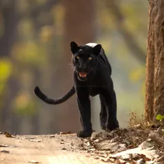 An unforgettable winter morning in Kabini. A punctured tire delayed our start, but fate had a plan. We first saw a tiger, and then, as if summoned by magic, this elusive black leopard emerged from the shadows.