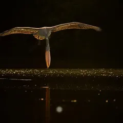 This is what I mean when I say "sense the light". We learn to see how the golden morning light can turn a simple moment, like this spot-billed pelican skimming the water at Ranganathittu, into a piece of art. The way the light catches the wings and reflects on the water creates a magical, almost divine, image.