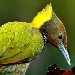A detailed close-up of a Greater Yellownape Woodpecker. The vibrant yellow crest and the fine, scale-like pattern of its green feathers are captured with exceptional clarity, showing the bird in a moment of quiet focus.