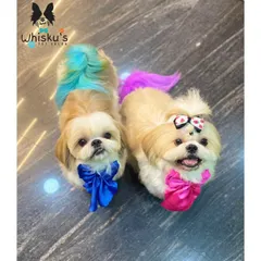 The dynamic duo, Olem and Gadin. This pair of Shih Tzus are showing off their colorful tails, one with a cool blue and green, the other with a warm purple and pink.