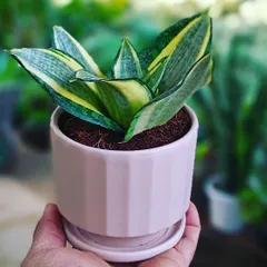 A close-up of a small, elegant ceramic pot with a ribbed texture and matching saucer. This type of pot is perfect for housing smaller plants like succulents or sansevieria on a desk or shelf.
