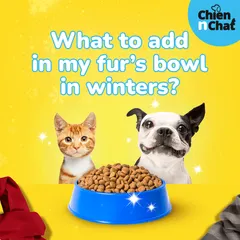 Wondering what to add to your pet's bowl in winter? This series of tips covers nutritious additions like bone broth, healthy fats like ghee, and extra protein to keep them warm and healthy.