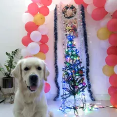The holidays are here, and this handsome Golden Retriever is ready to celebrate. I help you create festive memories with your pet, complete with decorations and a happy, safe atmosphere.