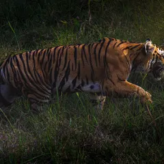 A guest captured this incredible shot of a tigress on the move during their stay at JLR Kings Sanctuary in Nagarhole. You can see the power and grace in every step. These are the authentic, thrilling moments that make a jungle safari so special.