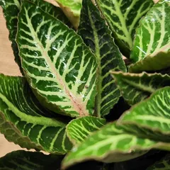A close-up of the intricate, vein-like patterns on this foliage plant. We love plants that offer stunning visual texture and detail.