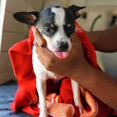 A post-bath cuddle for Tweety. Her big ears and expressive eyes just melt our hearts. It's a joy to groom dogs of all sizes.