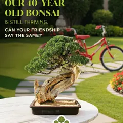 I source and nurture bonsai trees that have thrived for decades, just like the strongest friendships. This 40 year old bonsai is a testament to patience and resilience, making it a profound gift for a bond that has stood the test of time.