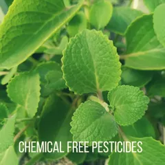 We grow our food without the use of chemical pesticides. The controlled environment of our greenhouses helps us manage pests naturally, resulting in cleaner, safer produce for you and your family.