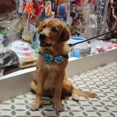 This dapper Golden Retriever looks sharp in one of our patterned bow ties. It's an easy way to dress up your dog for photos, parties, or just a walk around the neighborhood.