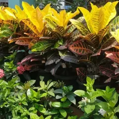 A vibrant display of Croton Petra plants at our garden centre. Known for their colorful foliage, crotons are perfect for adding a burst of yellow, red, and green to sunny spots in your garden or balcony.
