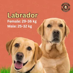 Knowing the healthy weight for your Labrador is important for their joint health and overall well-being. This guide helps you keep your lab in top shape.