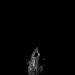 A monochrome, low-key shot of an Indian Bull Frog calling. Removing the color allows the focus to be on the form and the energy of the moment.